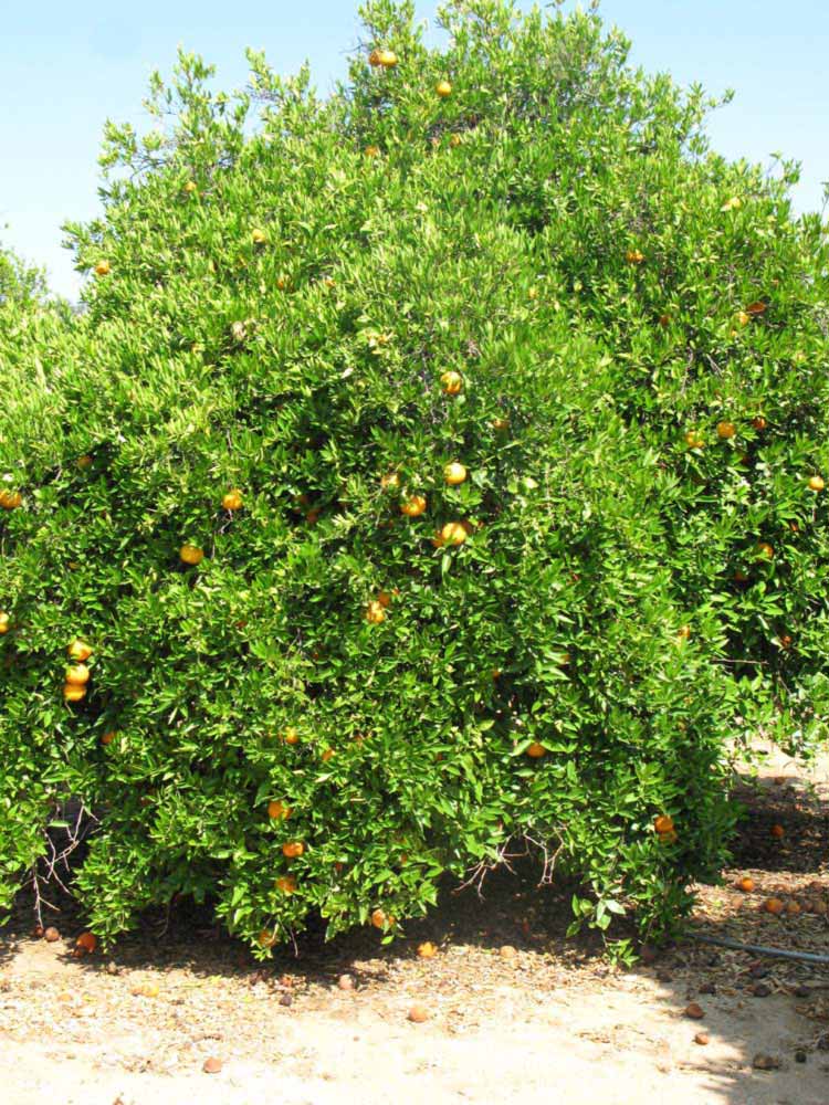            Habit (Riverside, CA)   